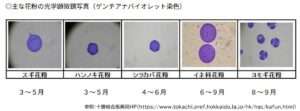 花粉の写真(十勝総合振興局)