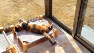 ひなたぼっこする猫